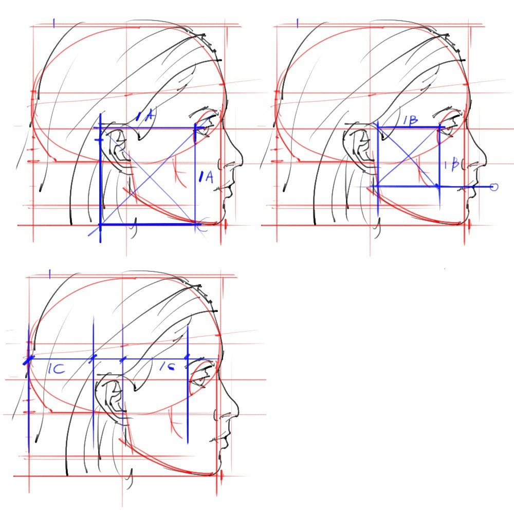 Профиль поэтапно. Схема пропорции головы человека в профиль. Пропорции портрета человека профиль. Пропорции лица человека профиль и анфас. Схема пропорции головы человека в профиль девушки.